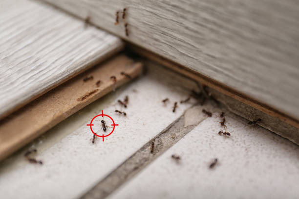 Best Flea Control Services  in Oakwood, OH